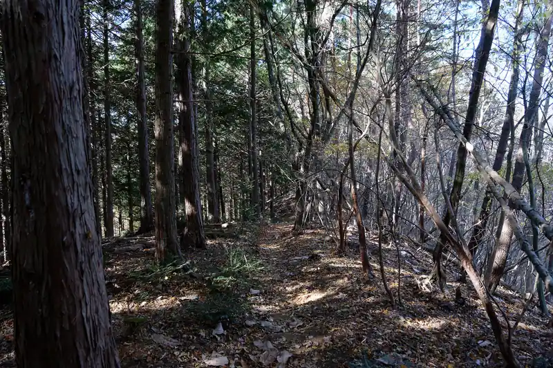 いつの間にか、南面が植林になって暗い樹林帯の道を歩いていました。