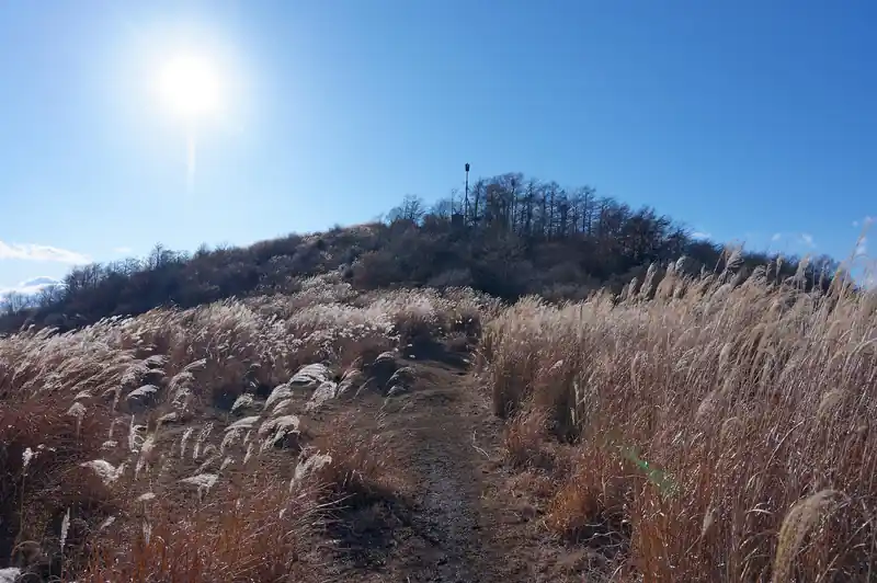 すすきの向こうに大平山の山頂が見えてきました。