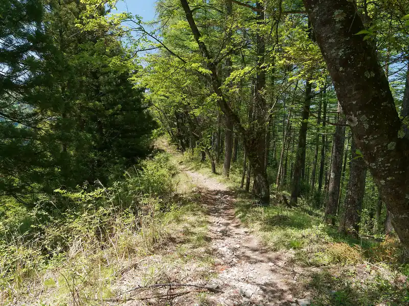 狭い尾根道を降りきると、また明るい尾根道へ。
歩いている人は表参道に比べると格段に少ないが、気持ちいい尾根道だ。