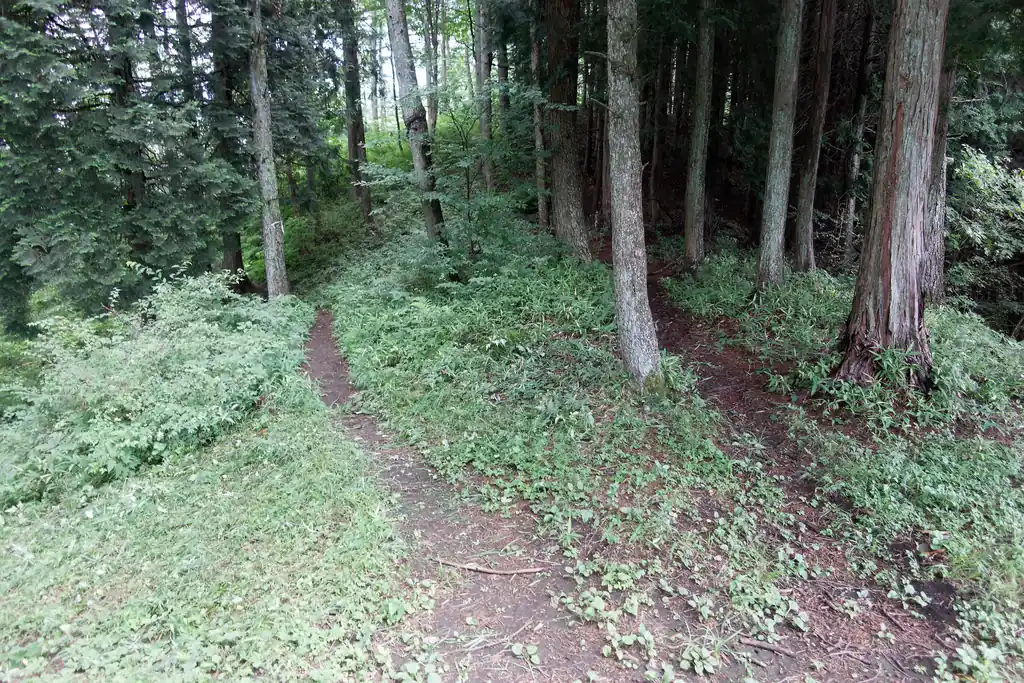 数馬峠で尾根を行く道とトラバースする道に分かれます。尾根方面の道はなんか暗くて陰鬱な感じがしたので、明るそうな左のトラバース道を選択。