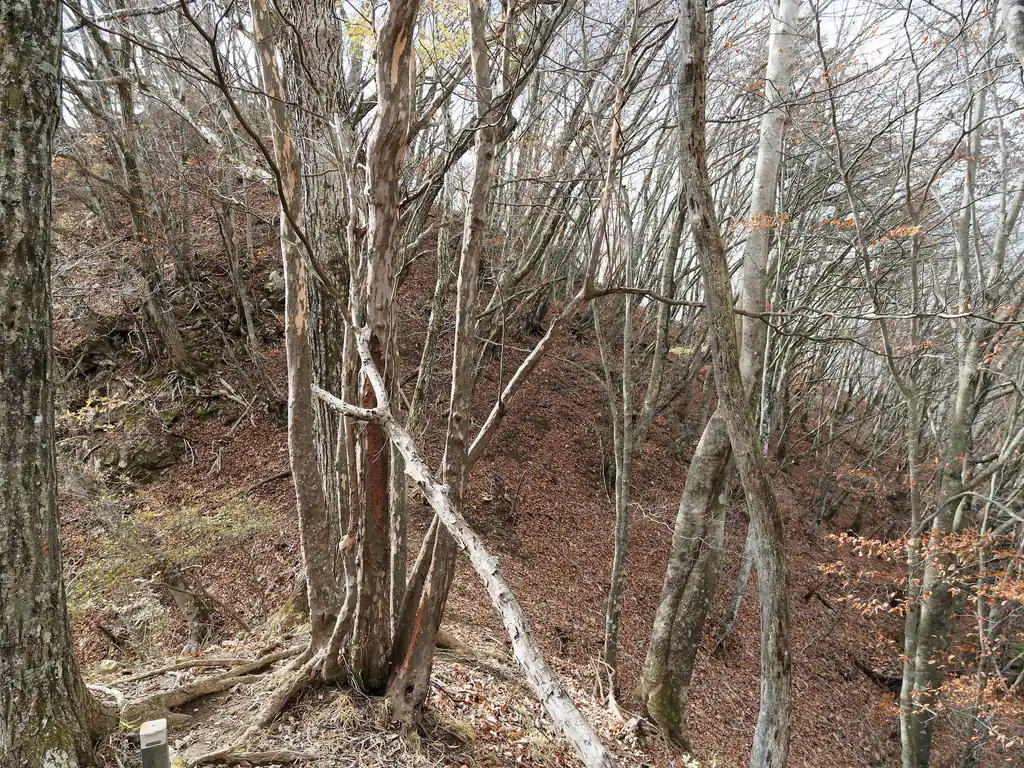 倉見山手前のピークから倉見山には鞍部を通過する必要がある。この下がなかなか怖くて、久しぶりにヤベーかもな、と思った。
もしかしたら歩く道を間違えていたのかもしれないが、落ち葉で踏み跡は隠されていたので、何が正しい道かなんてわからなかったと思う。
尻餅つきながら足で落ち葉を払って、足元を確保して慎重に降った。チェーンスパイクとかロープを持ってれば楽だったんだけどな〜と後悔した。