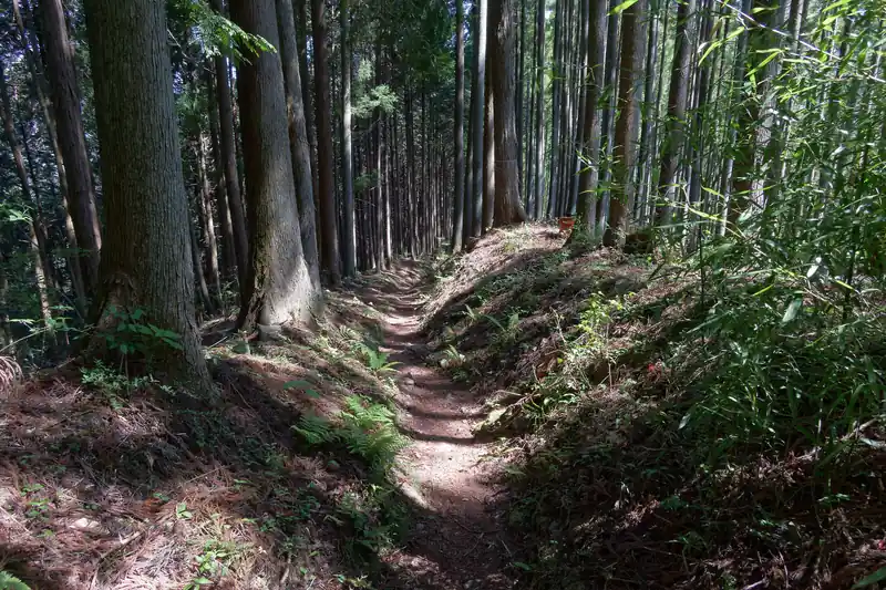 歩きやすい登山道を歩いて下っていく。
