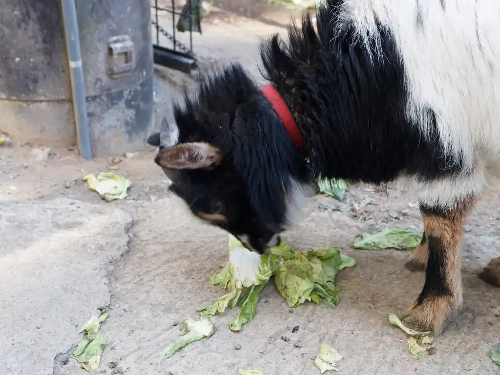 こちらは道中道端で飼われていたヤギ。
キャベツらしき葉っぱを振り回しながら食べていた。