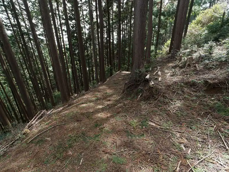 そのまま道なりに進んで行こうとしてGPSを見たらうっかり上成木に下山するところだった。
写真の方にきれいな道が続いているが、こっちは上成木に降りる道のようで（歩いてないから先がどうなってるのかわからないけど）、小沢峠へ降りる道は写真左側に急坂を下っていく。