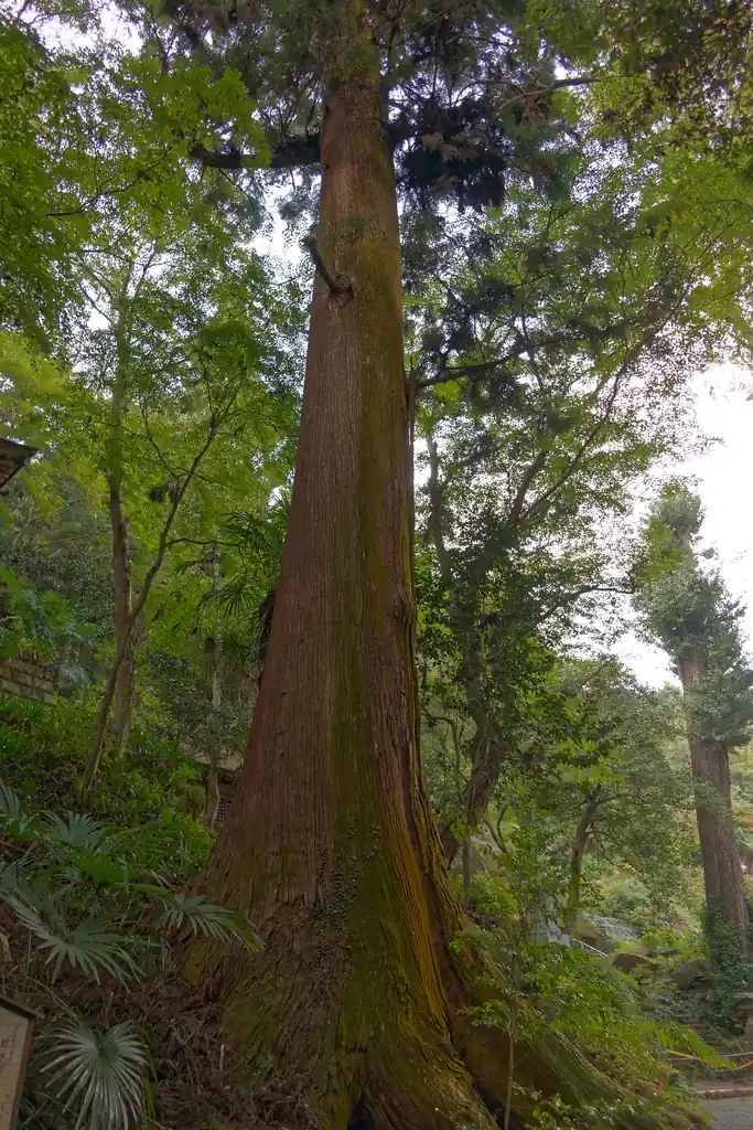 蛇木杉。これも立派な木だ。