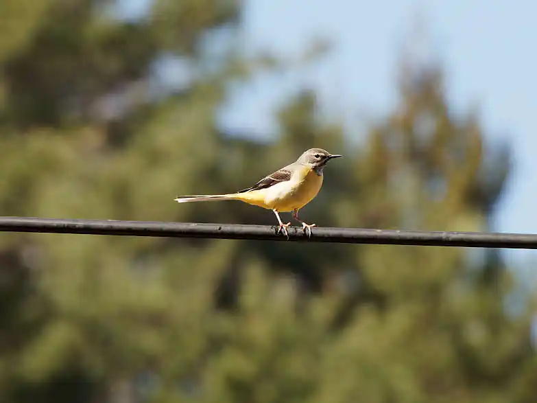 途中、鳥が電線に止まったので写真を撮ってみる。鳥撮影は昔少しやろうかと思って、超望遠レンズを買ったのだが、適当に歩いて鳥がいるわけでもなく、忍耐との勝負だと思ったのでやめた。