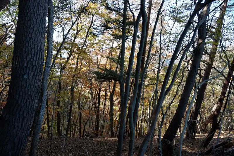 南面は紅葉している木が残っていますね。