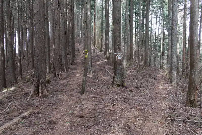 ここでまた分岐。
左が湯久保山に登る道で、右は巻き道。
地図によるとそんなに登らず湯久保山に到着するようで、折角なので寄っていくことにする。