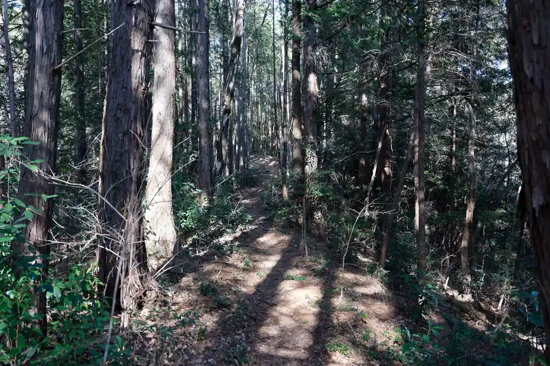 この尾根道、入口こそわかりづらいですが、歩いてみると非常に歩きやすい道です。
道も荒れてないし、まだ現役の道なんでしょうか？