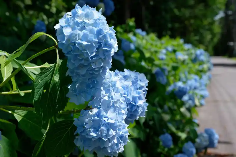 もう紫陽花は終わりかと思ったらこのあたりじゃまだ咲いていた。さすがだ。