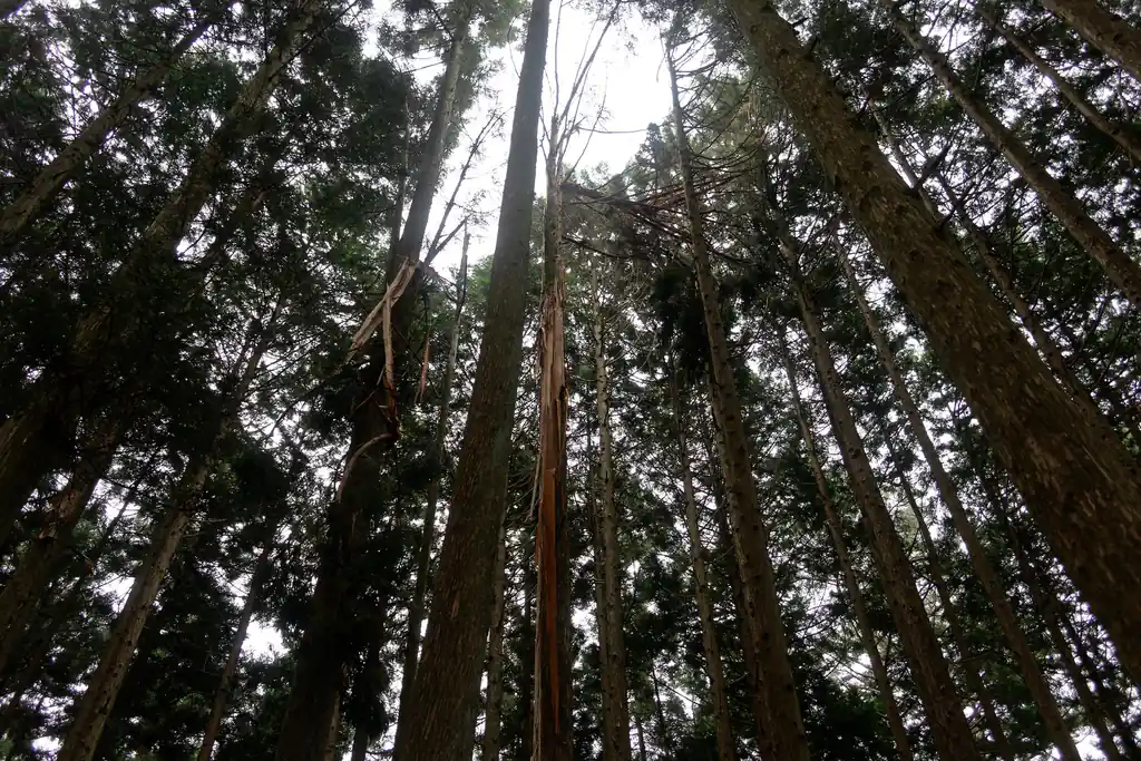 たぶん雷にやられたであろう木。幹がバキバキ。