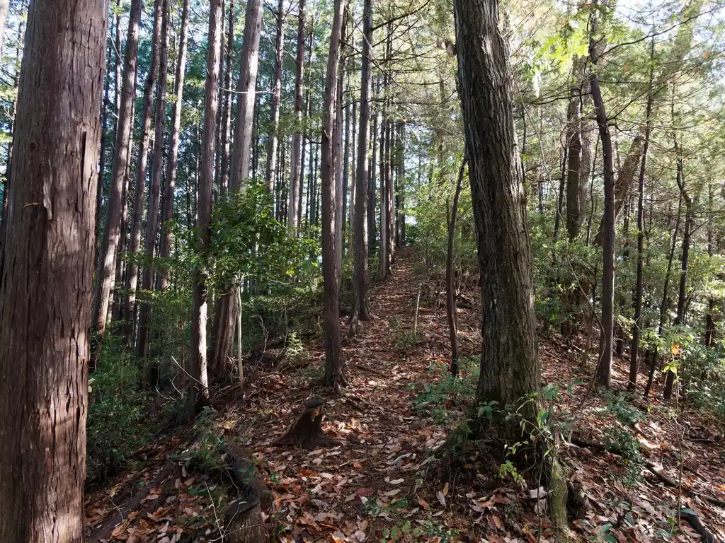  バリエーションルートなので道標はないが、尾根に沿って歩けばよいし、踏み跡も明瞭なので歩きやすい。 