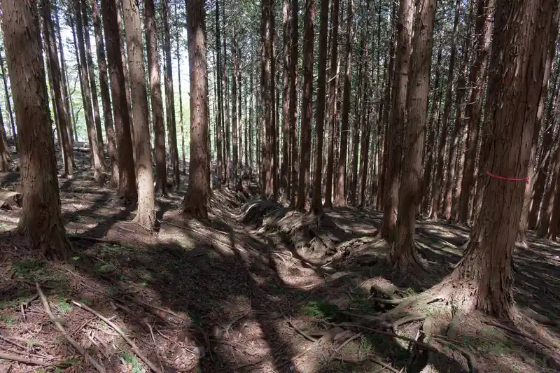 今までは新緑眩しい木々だったのが、一気に植林の杉林になってしまった。
このあたりの道は轍が深く、場所によっては轍から出て道のそばを歩いたほうが歩きやすい。