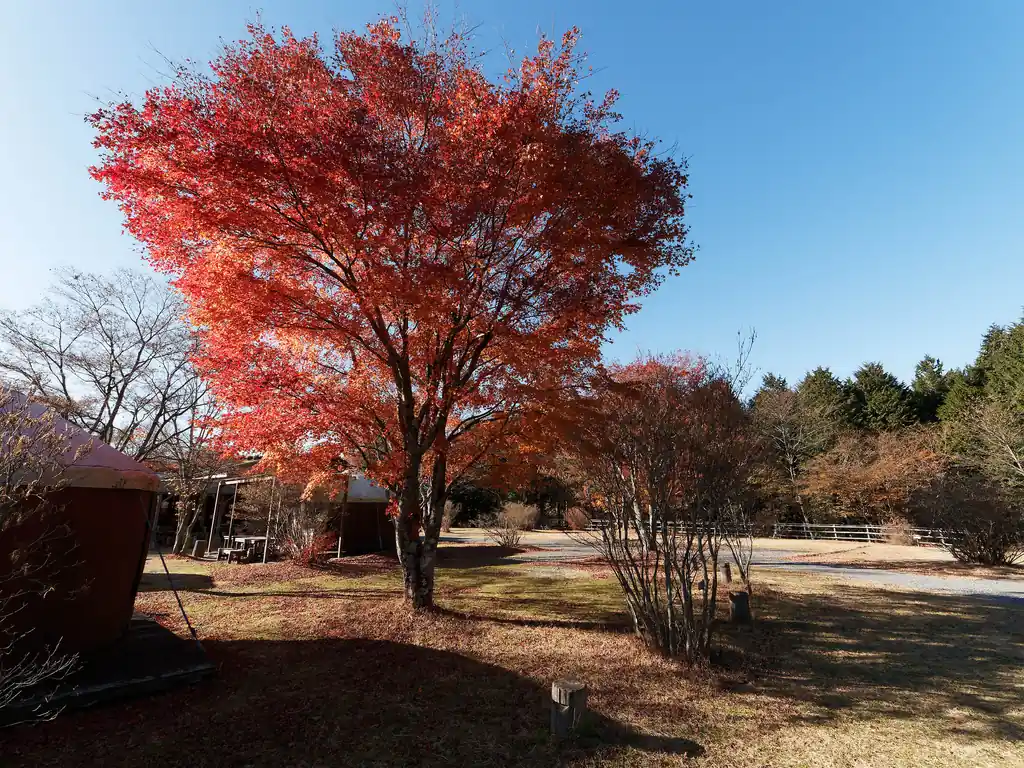 しかしこの木の紅葉は鮮やかで綺麗だ。
この時はまだ、他に利用客が来ていなかったので、この木の下にテント張れたら映えるかもなあ、とか考えていた。