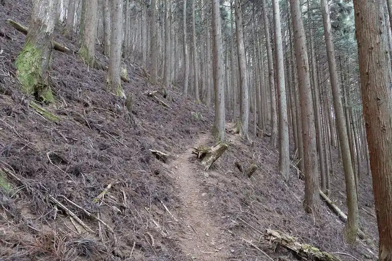 ようやくトラバースになりました。御前山までもう少し。