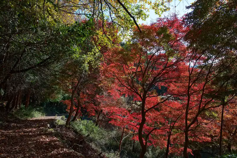 舗装路を歩いて降りていきます。途中真っ赤に染まったもみじがありました。