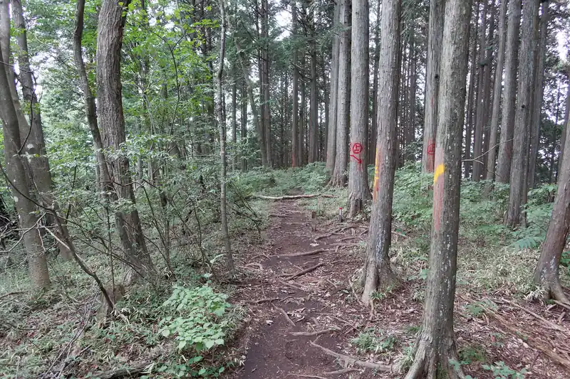 龍ノ髭の山頂標がある辺りはこんな感じ。山頂感がない。