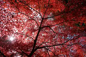 紅葉の大岳山を歩く