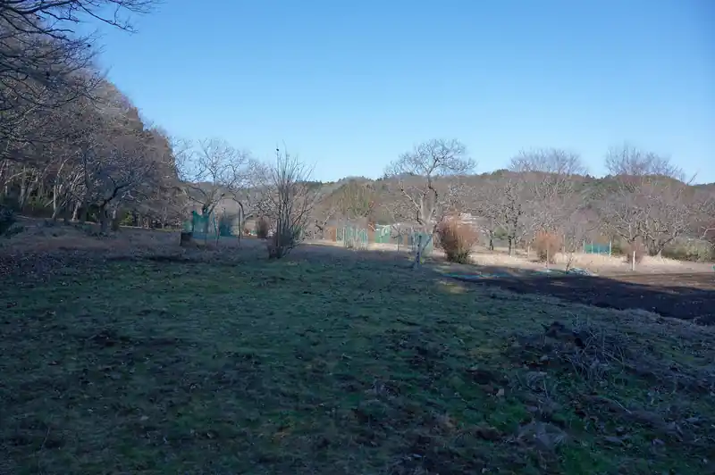成木尾根の登山口は梅だか桃だか桜だかが整列していました。
