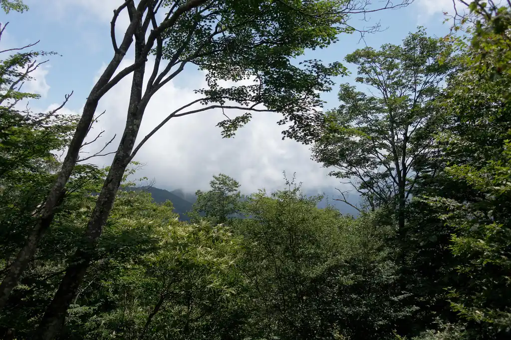 まあ都民の森バス停で下車して山を見上げた時から既にわかっちゃいたけど、ガスってて景色どころではありません。
もう仕方ない、夏ってこういうもんだと割り切ることにしています。