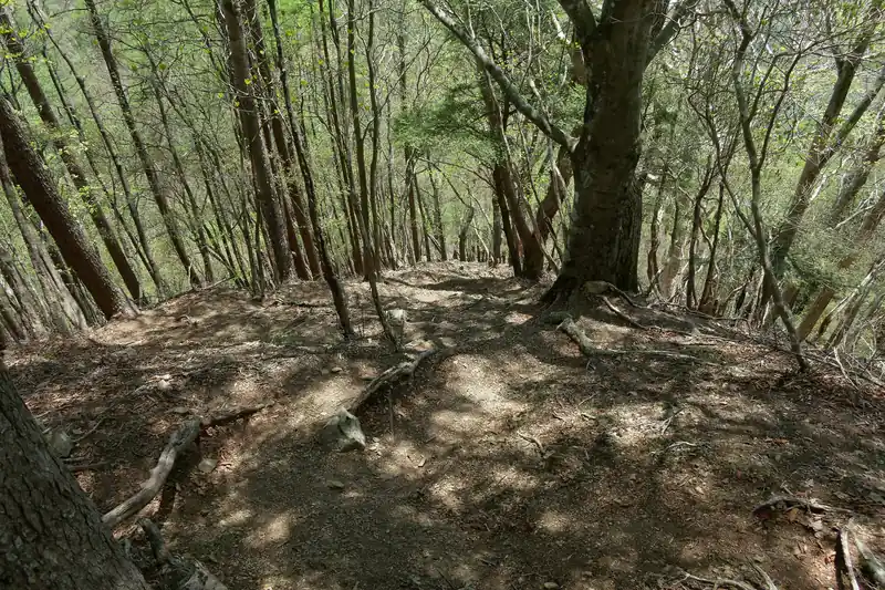 城山の先からは一気に急降下。
これが嫌な人は、水根山手前あたりで尾根を外れ巻道を使うと良い。（私はその巻道歩いたことないから、道の状態はわからないけど）