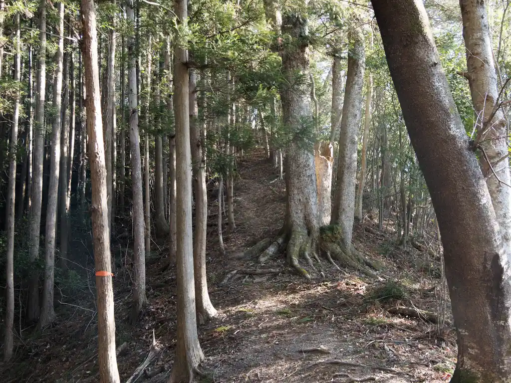 尾根に出たら写真の方、北側に進む。