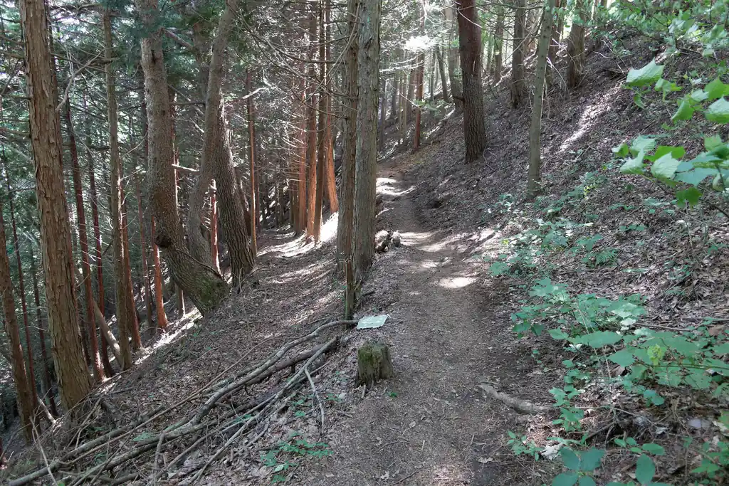 途中から植林っぽい樹林帯の中を歩き…