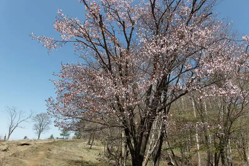 これは桜かな？何の花かはよくわからず。
