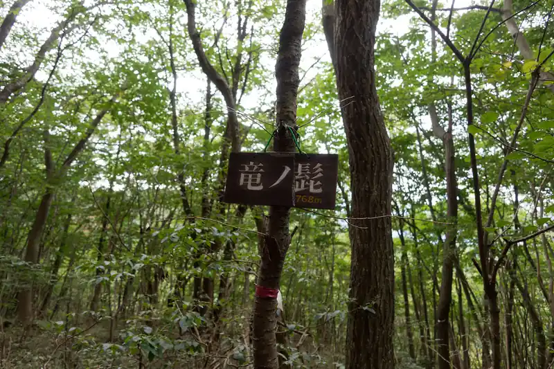 龍ノ髭に到着。
どこらへんが髭なんでしょうか。
ここはもはやピークというより、登山道の通過点でしかない。